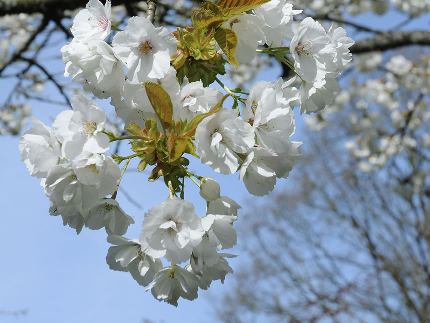 Fiori di pesco e di ciliegio